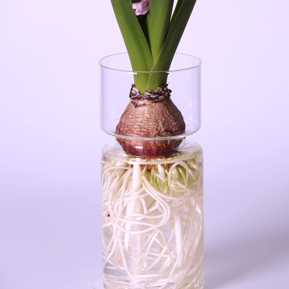 Vase de jacinthe en verre_2