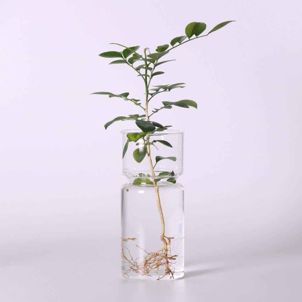 Vase de jacinthe en verre_4